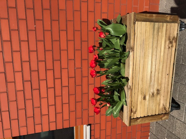 Tulips 