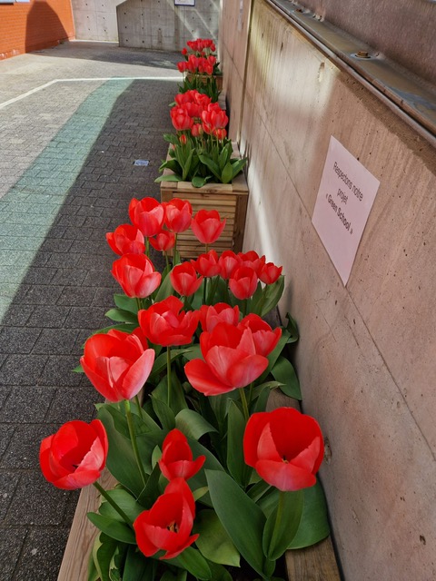 Tulips